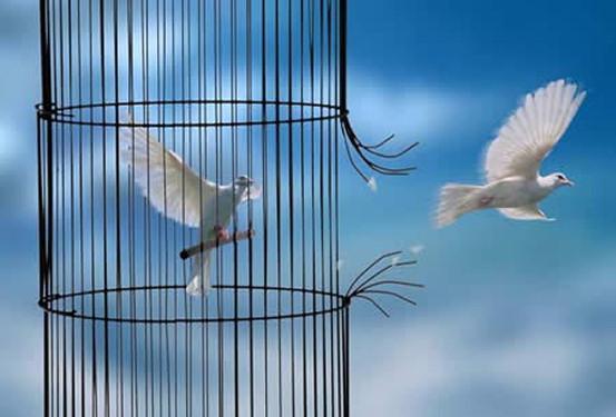 la liberté colombes sortent de leur cage